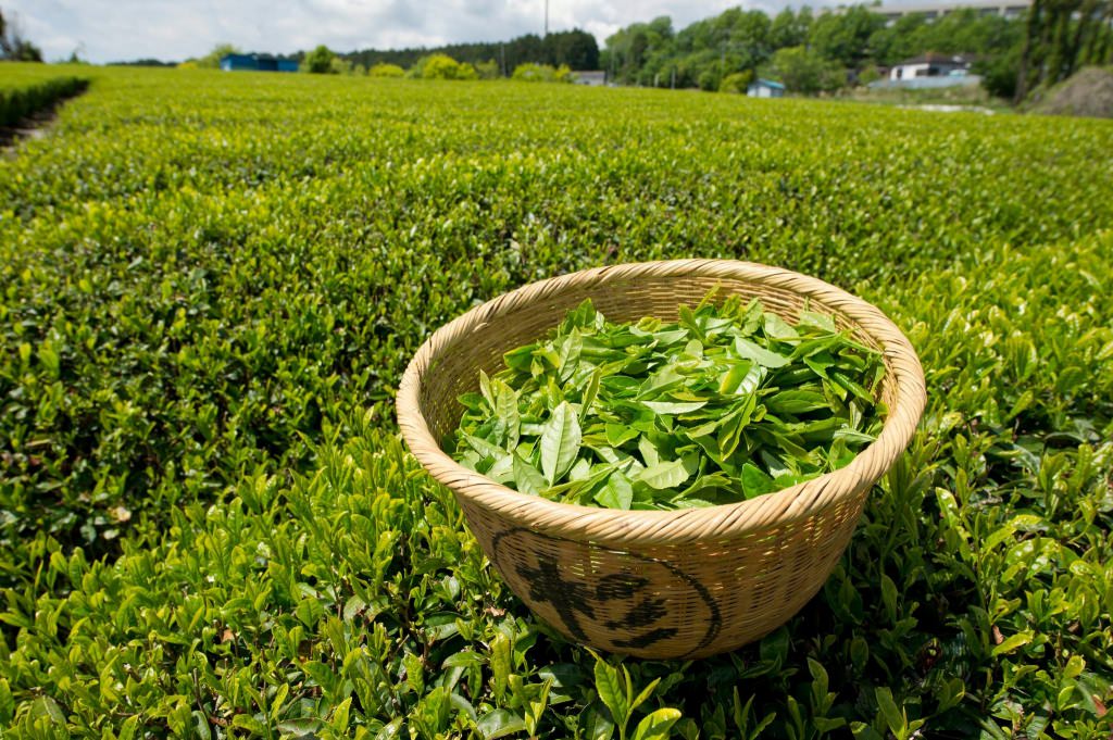 Té verde